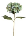 Antique blue giant hydrangea stem 